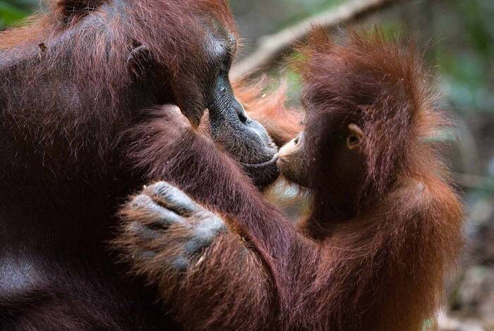 Premium Borneo in Depth Premium Borneo in Depth