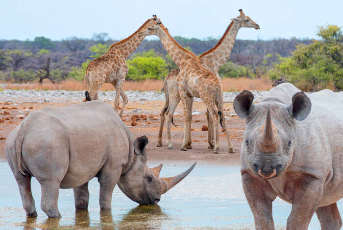 Premium Botswana & Namibia Premium Botswana & Namibia
