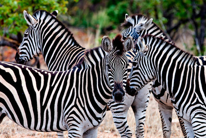 Premium Southern Africa Premium Southern Africa