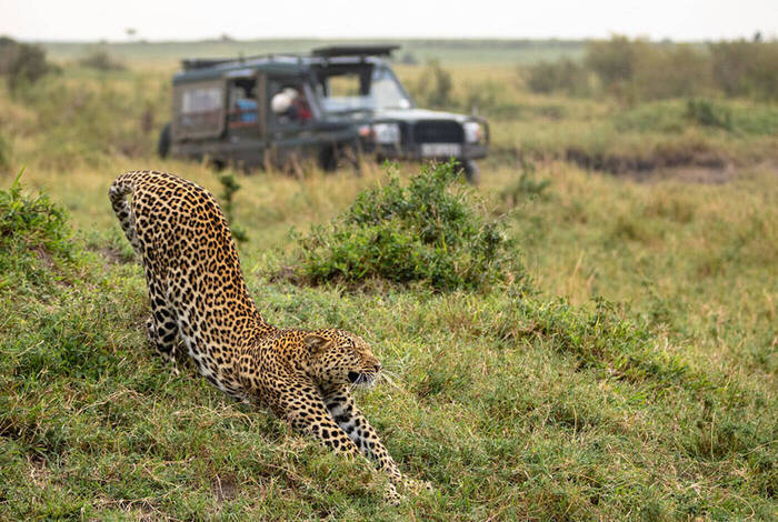 Premium Kenya Premium Kenya