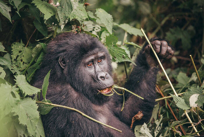 Premium Uganda, Rwanda & Kenya Premium Uganda, Rwanda & Kenya