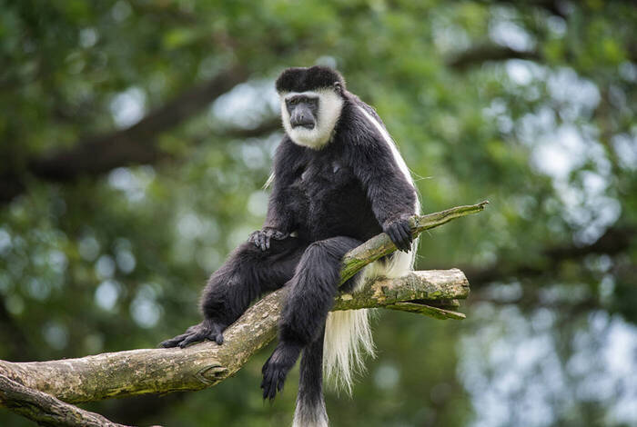 Premium Rwanda & Gorillas of Uganda Premium Rwanda & Gorillas of Uganda