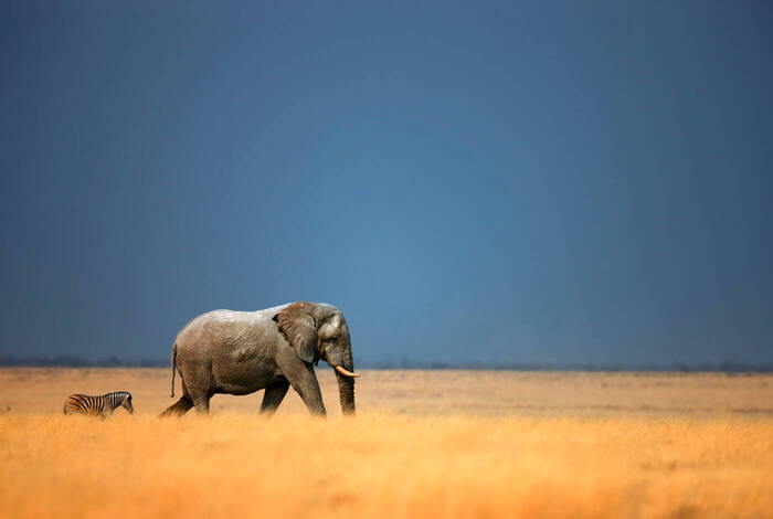 Premium Namibia Premium Namibia