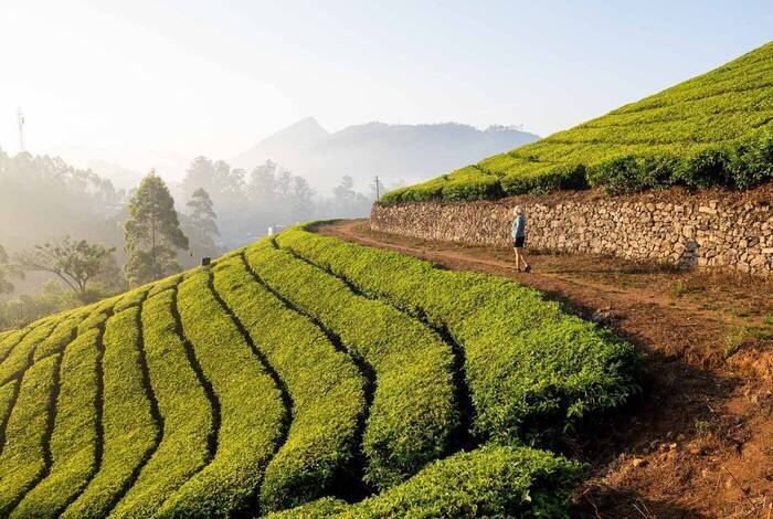Simply North & South India