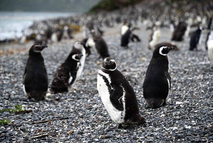 Premium Patagonia Premium Patagonia