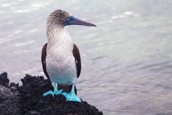 Galapagos Discovery Galapagos Discovery