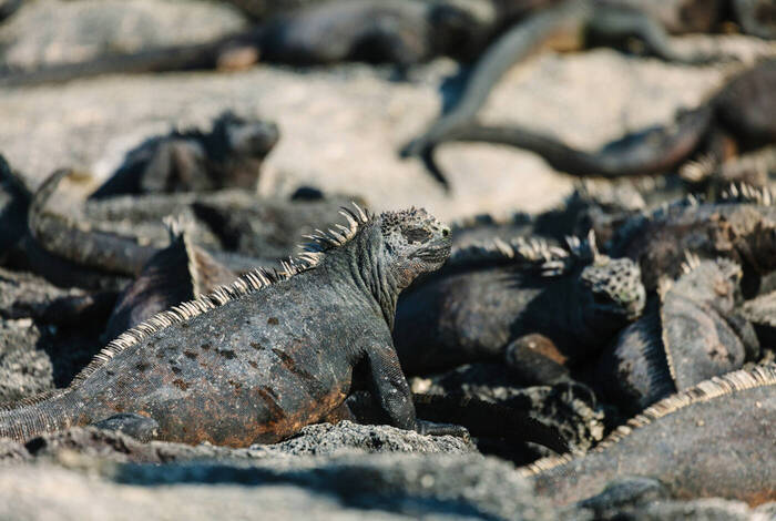 Galapagos Island Hopping Galapagos Island Hopping