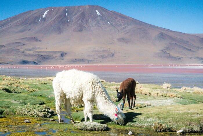 18 to 35s Real Bolivia & Argentina 18 to 35s Real Bolivia & Argentina