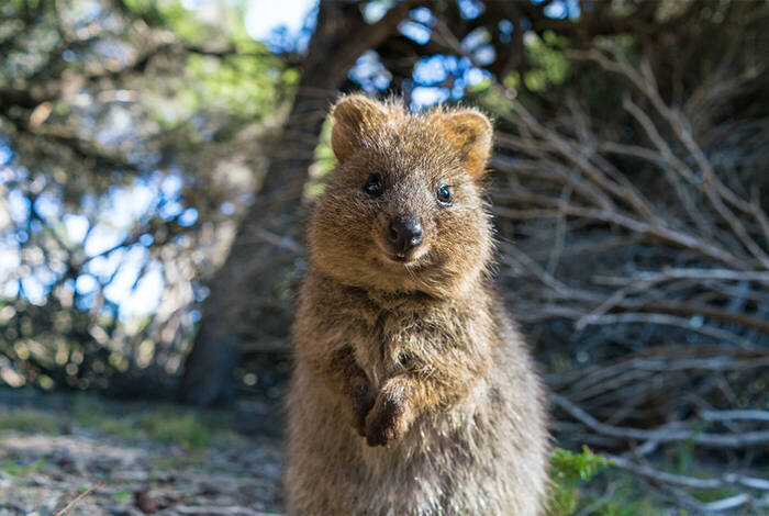 Best of Perth, Margaret River & Rottnest Island