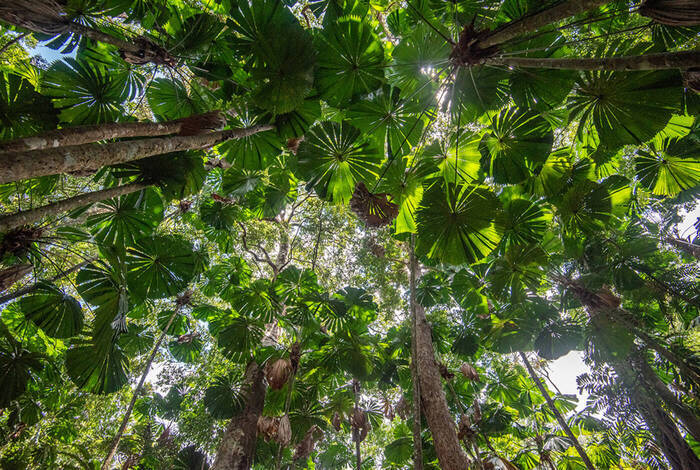 Best of Cairns, Great Barrier Reef & Daintree