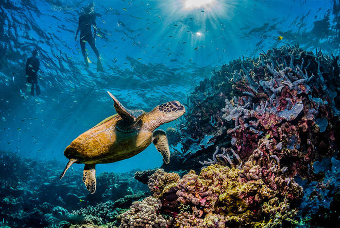 Best of Cairns, Great Barrier Reef & Daintree