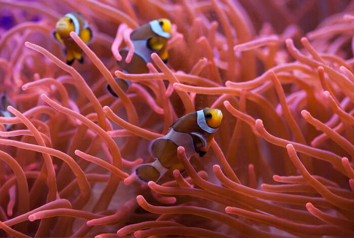 Best of Cairns, Great Barrier Reef & Daintree