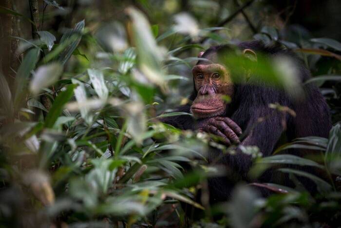 18 to 35s Essential Uganda: Gorillas and Chimps 18 to 35s Essential Uganda: Gorillas and Chimps