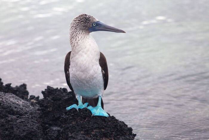 Galapagos Discovery Galapagos Discovery