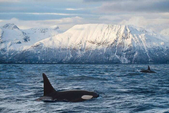Northern Norway in Winter