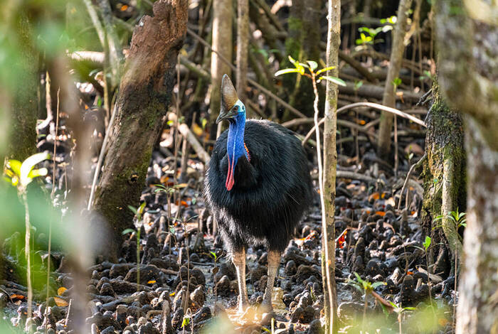 North Queensland Adventure North Queensland Adventure