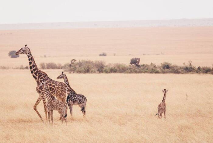 18 to 35s Real East Africa & Zanzibar 18 to 35s Real East Africa & Zanzibar