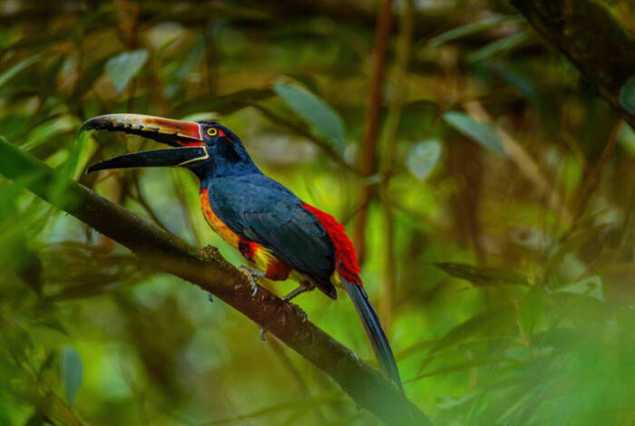 Classic Costa Rica Classic Costa Rica