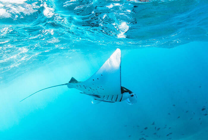 Komodo & Flores Adventure Komodo & Flores Adventure