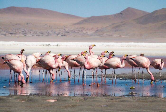 Bolivia Encounter Bolivia Encounter