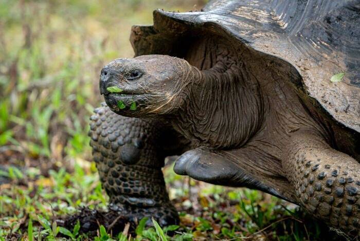 Peru & Galapagos Explorer