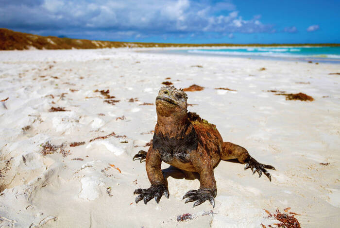Galapagos & Inca Trail Adventure Galapagos & Inca Trail Adventure