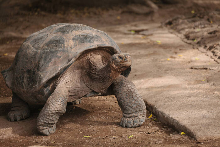 Galapagos & Inca Trail Adventure Galapagos & Inca Trail Adventure