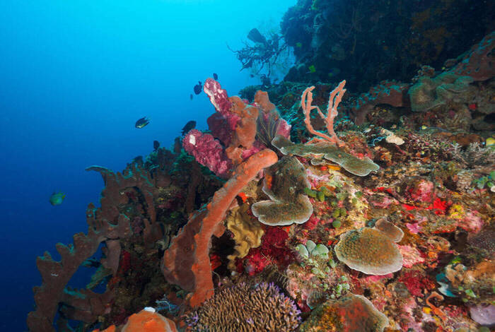 Timor-Leste Expedition