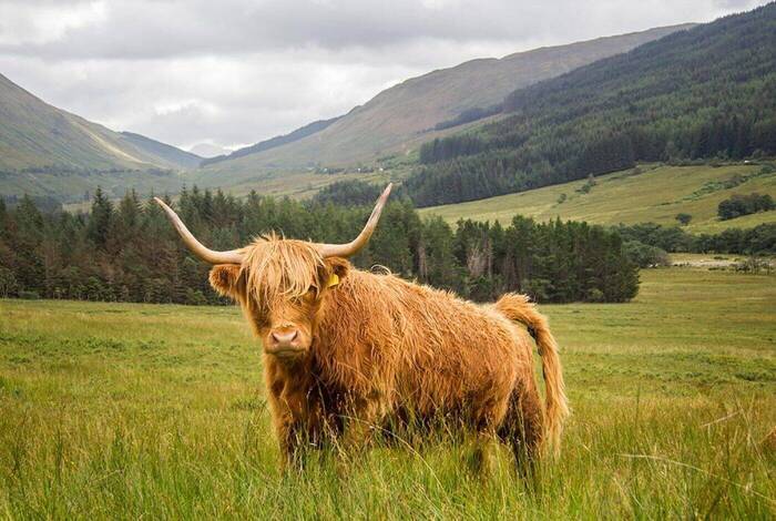 Classic Walks of Scotland Classic Walks of Scotland