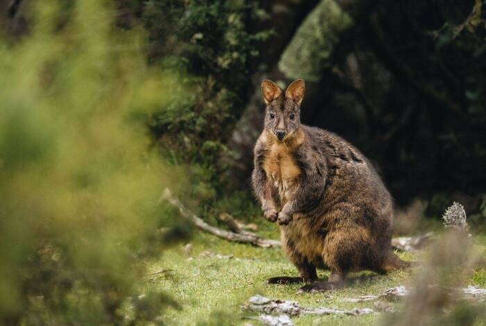 Tasmania's Maria Island Winter Escape Tasmania's Maria Island Winter Escape