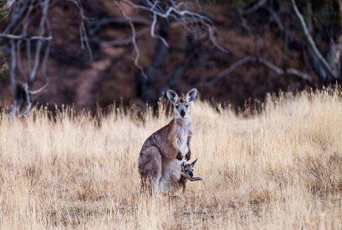 Flinders Ranges Arkaba Walk