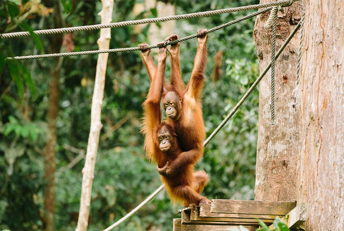 18 to 35s Real Borneo 18 to 35s Real Borneo