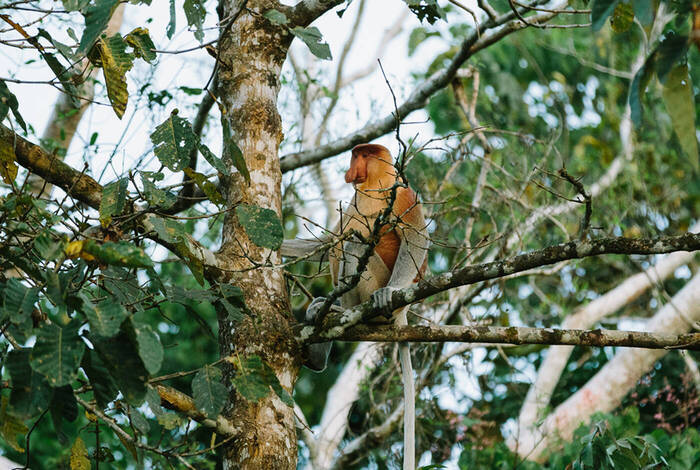 18 to 35s Real Borneo 18 to 35s Real Borneo