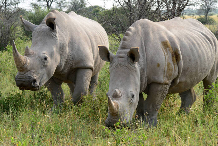 Botswana Highlights Botswana Highlights