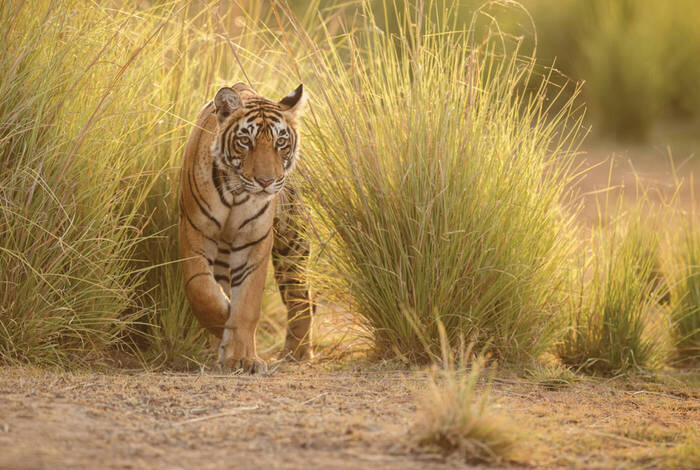 Northern India Family Holiday Northern India Family Holiday