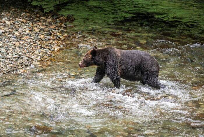Wild Canada & Alaska: Vancouver to Anchorage Wild Canada & Alaska: Vancouver to Anchorage