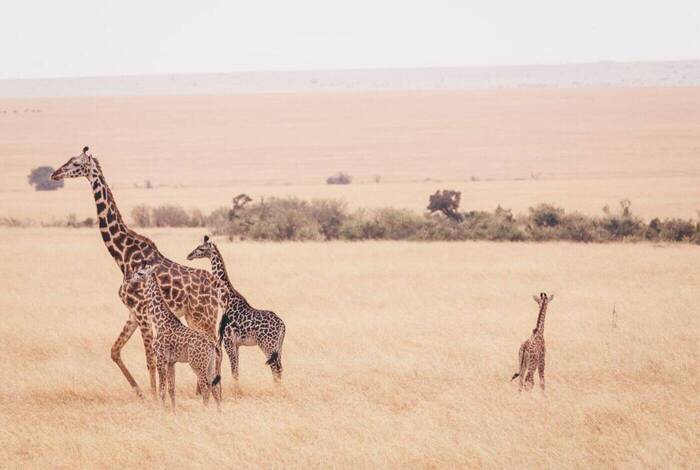 Kenya Wildlife Safari Kenya Wildlife Safari