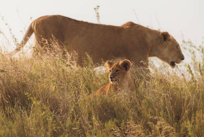 Kenya to Vic Falls