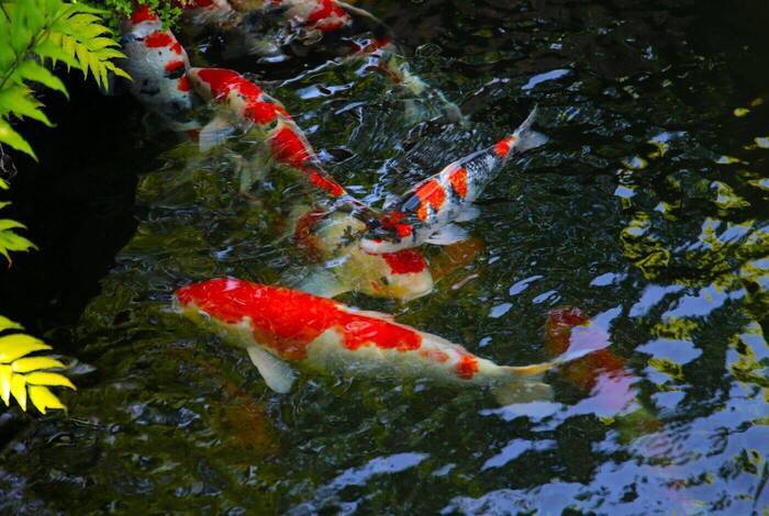 Classic Japan Classic Japan