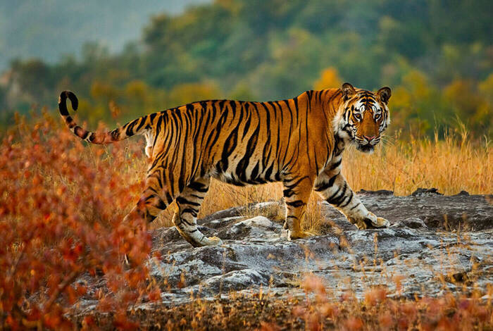 India Safari