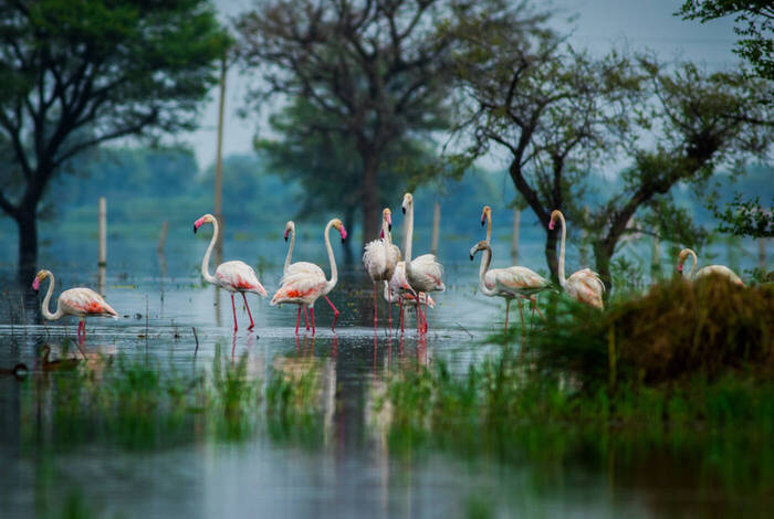 India Safari