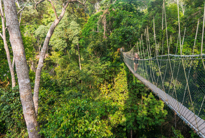 Malaysia's Jungle Railway Adventure Malaysia's Jungle Railway Adventure