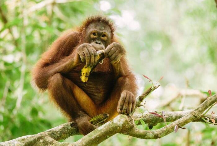 Best of Borneo Best of Borneo