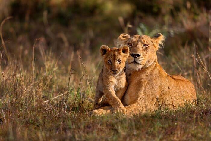 Premium Kenya & Tanzania Premium Kenya & Tanzania