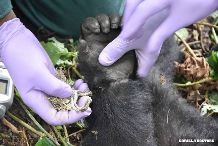 Remarkable Rwanda & Gorillas of Uganda