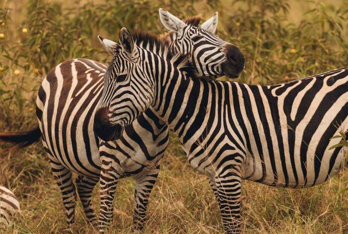 East Africa Safari & Coast East Africa Safari & Coast