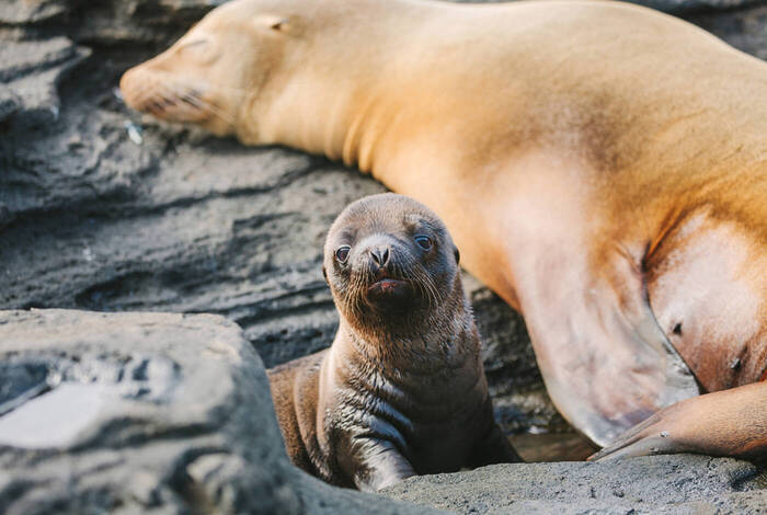 Galapagos Island Hopping Galapagos Island Hopping