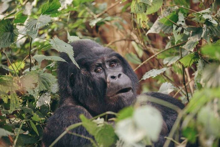 Gorillas & East Africa Safari Gorillas & East Africa Safari