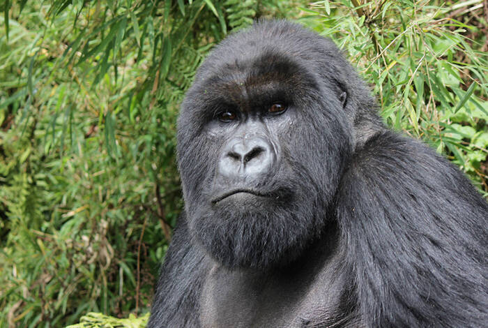 Gorillas, Game Parks & Beaches Gorillas, Game Parks & Beaches