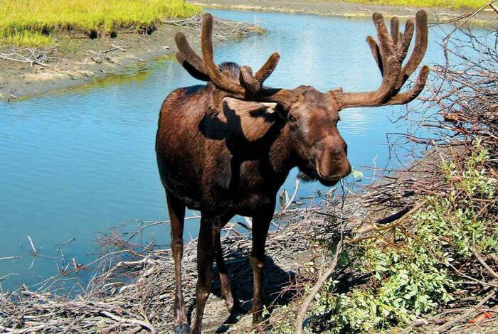 Alaska Discovery Alaska Discovery